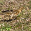 Pipit farlouse bagué